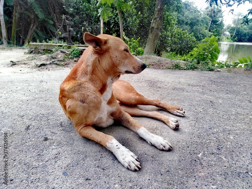 Dog lying on the ground, Bangladeshi street dog animal in Cumilla photo