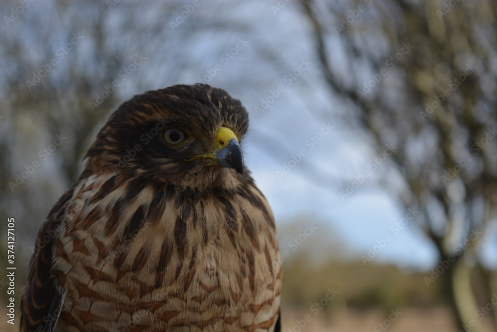 Fototapeta premium Bird of prey