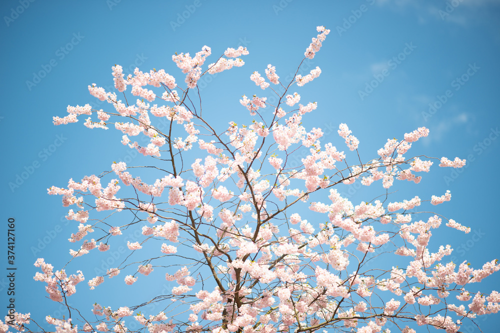Cherry Blossom Tree against a blue sky
