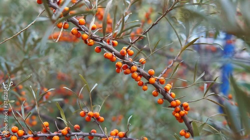 Sea buckthorn growing on a tree close up Hippophae rhamnoides. Organic berries on the branches of a tree