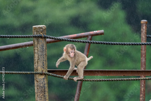 A baby Japanese macaque monkey. I took this photo at Arashiyama in Kyoto on a rainy day. © exs