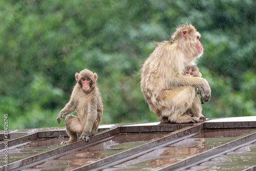 Japanese macaque in Arashiyama, Kyoto. A family of monkeys getting wet in the rain. © exs
