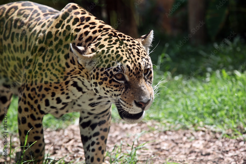 Onça-pintada Onça-pintada