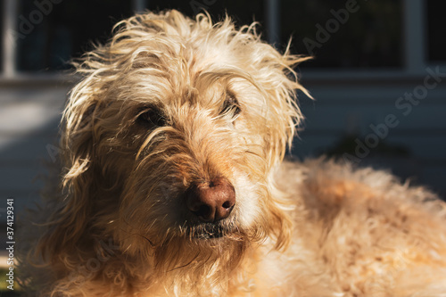 An adult dog laying and staring at the camera in the afternoon light.