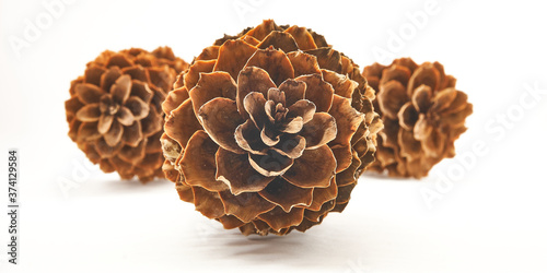 Brown pine cone. Cones with white  background   photo