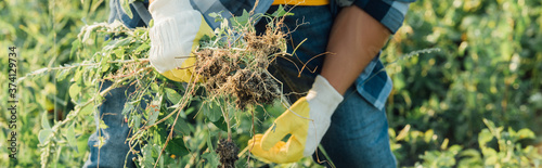 cropped view of farmer weeding field in work gloves, horizontal concept photo