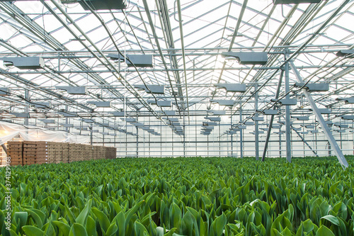 Huge glass industrial greenhouse full of tulip sprouts