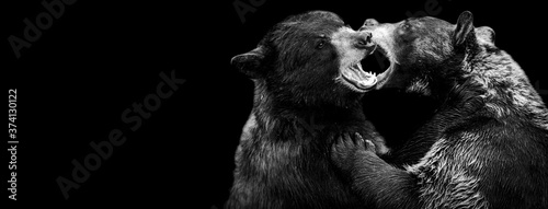 Fototapeta Naklejka Na Ścianę i Meble -  Template of a black bearwith a black background