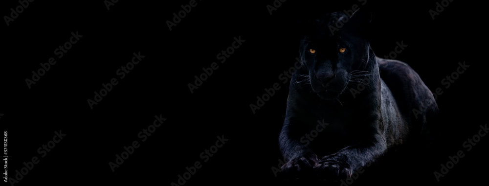 Naklejka Template of a black panther with a black background