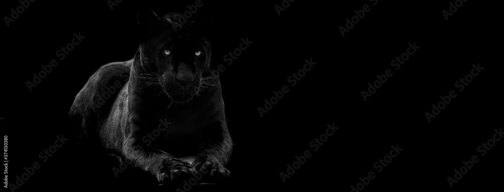 Obraz Szablon czarnej pantery na czarnym tle