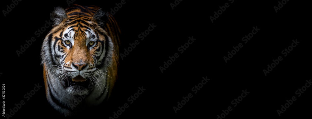 Naklejka Template of a tiger with a black background