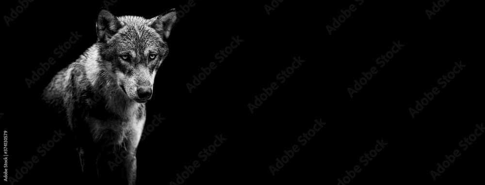 Template of a grey wolf with a black background