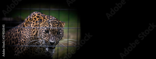 Template of a panther with a black background © AB Photography