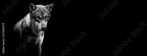 Obraz na płótnie Template of a grey wolf with a black background w salonie