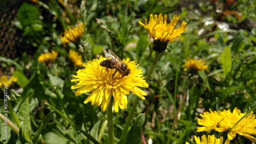 bee on dandelion bee on dandelion