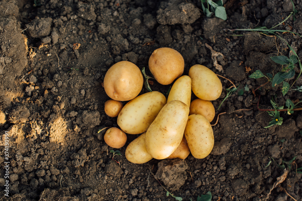 top view of potato tubers on ground in field top view of potato tubers on ground in field