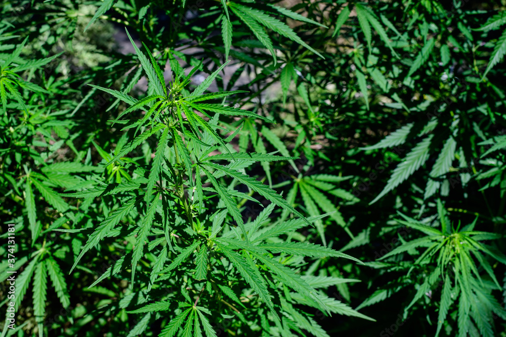 Fresh green organic hemp or cannabis leaves cultivated in an urban garden, in a summer day, beautiful outdoor monochrome green background photographed with soft focus, urban gardening. Fresh green organic hemp or cannabis leaves cultivated in an urban garden, in a summer day, beautiful outdoor monochrome green background photographed with soft focus, urban gardening.