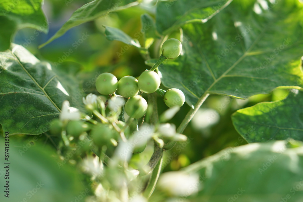 Thai pea eggplant on tree with evening sun light. Thai pea eggplant on tree with evening sun light.