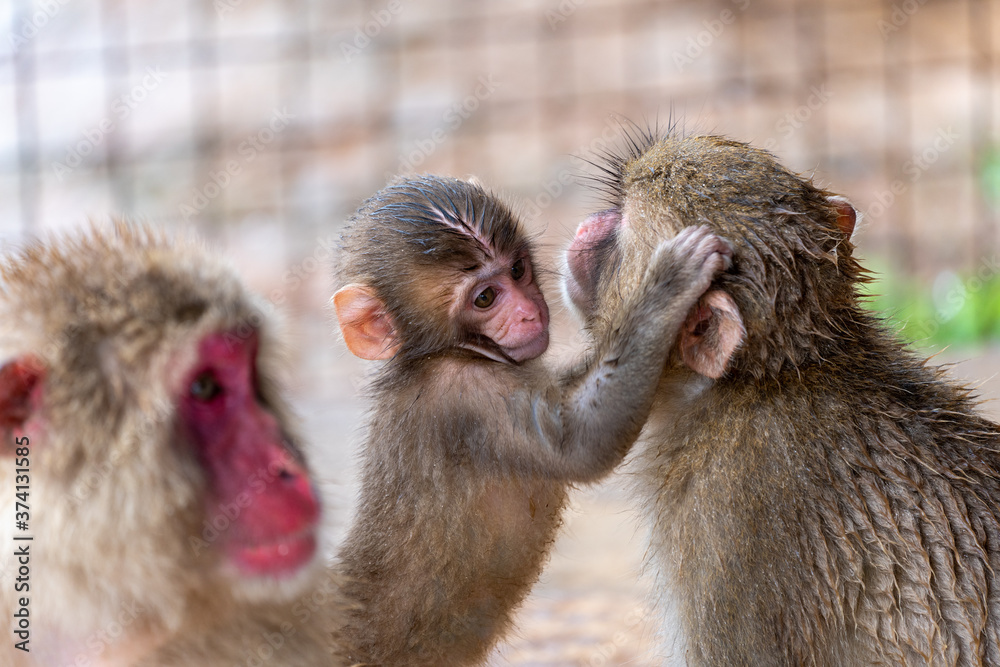 Japanese macaque in Arashiyama, Kyoto.
Monkey Family. Japanese macaque in Arashiyama, Kyoto.
Monkey Family.