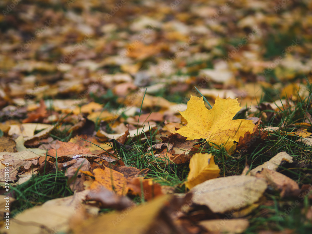 Carpet of autumn colorful maple leaves