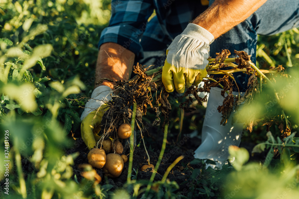 © LIGHTFIELD STUDIOS - cropped view of farmer in gloves harvesting potato in field, selective focus © LIGHTFIELD STUDIOS - cropped view of farmer in gloves harvesting potato in field, selective focus