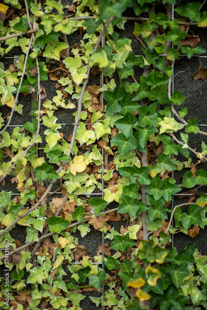 green ivy leaves