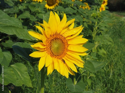 Bright yellow flowering sunflower in a sunflower field in July in Hungary  photo