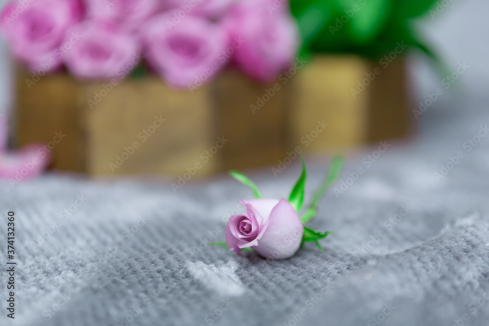 Purple rose on gray fluffy surface with pink roses bunch on background Purple rose on gray fluffy surface with pink roses bunch on background