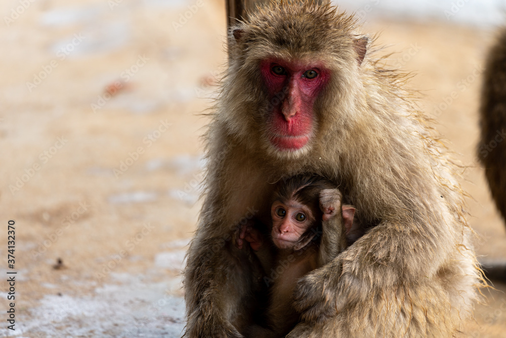 Naklejka premium Japanese macaque in Arashiyama, Kyoto. A baby monkey and a mother monkey.