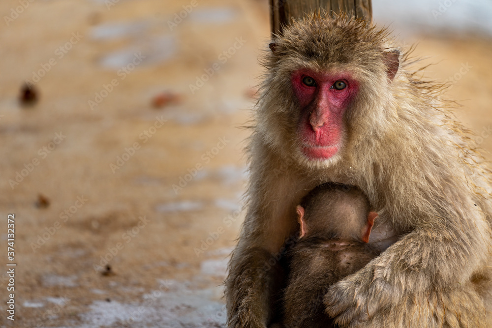 Fototapeta premium Japanese macaque in Arashiyama, Kyoto. A baby monkey and a mother monkey.