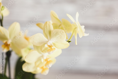 Close up of a beautiful mini yellow Phalaenopsis Orchid. Extreme shallow depth of field with selective focus and blurred background.