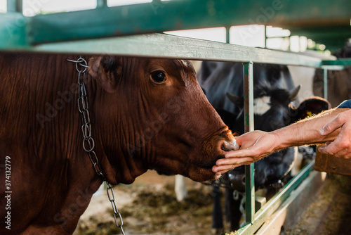 selective focus of rancher touching brown cow in cowshed, cropped veiw © LIGHTFIELD STUDIOS