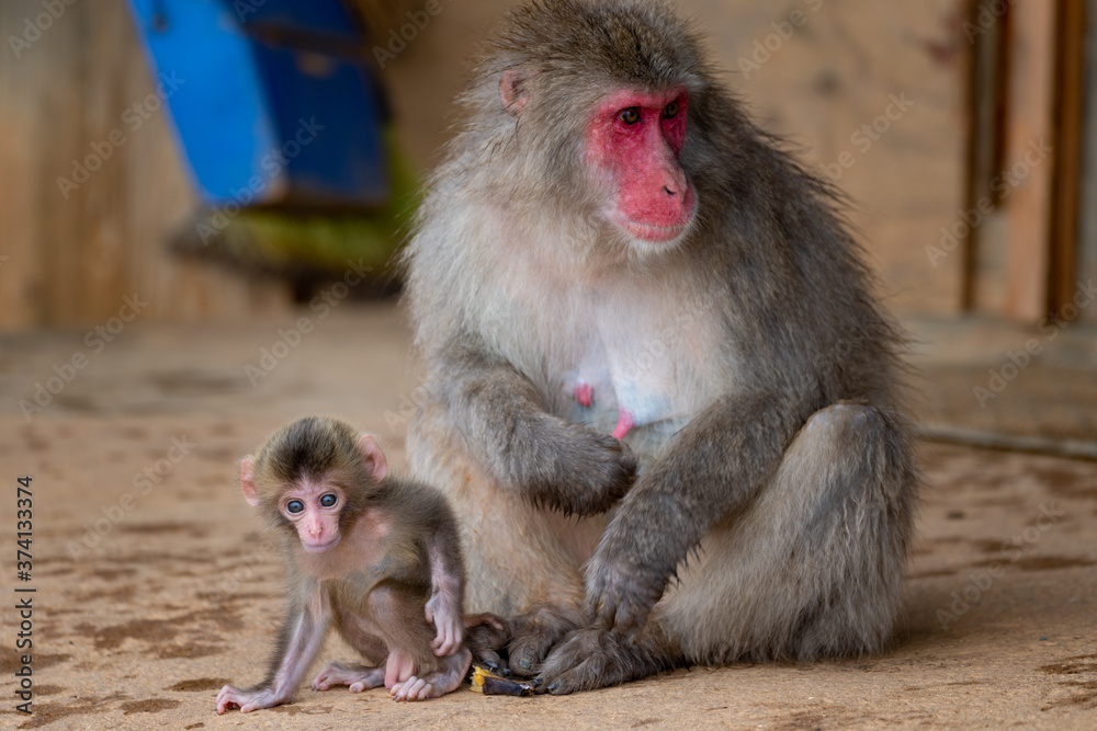 Naklejka premium Japanese macaque in Arashiyama, Kyoto. A baby monkey and a mother monkey.