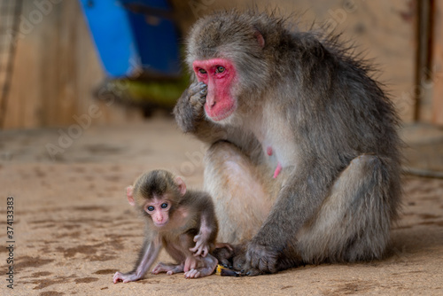 Japanese macaque in Arashiyama, Kyoto. A baby monkey and a mother monkey. © exs