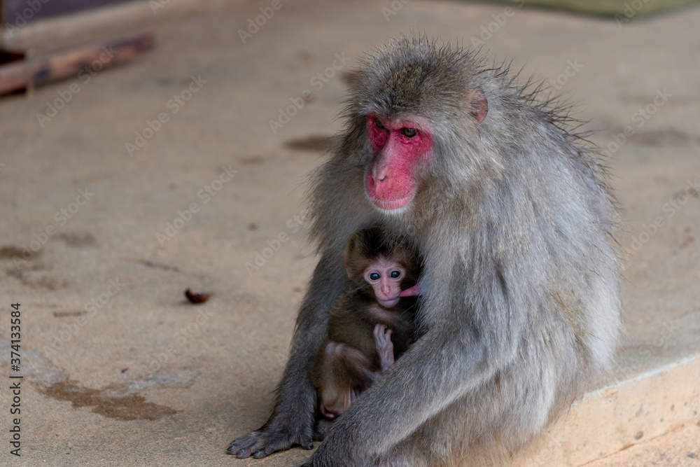 Naklejka premium Japanese macaque in Arashiyama, Kyoto. A baby monkeys are drinking breast milk.