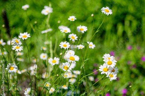 Many vivid yellow and white Leucanthemum vulgare flowers known as ox-eye daisy, oxeye daisy or dog daisy in a sunny summer garden, fresh natural outdoor and floral background.