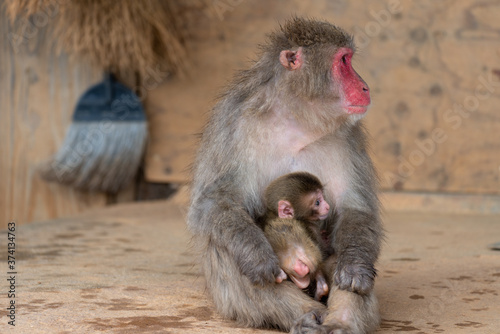 Japanese macaque in Arashiyama  Kyoto. A baby monkeys get on the lap of the mother monkey 