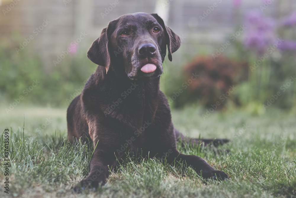 Chocolate Lab with Tongue Out Chocolate Lab with Tongue Out