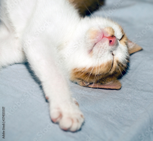 small kitten sleeping and smiling © Koufax73