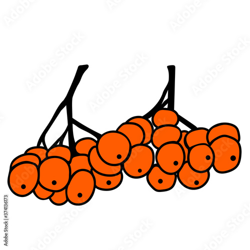 vector icon cartoon illustration of bunches of Rowan
