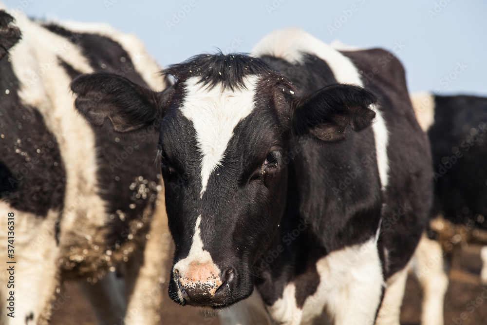 Black and white cows on animal farm Black and white cows on animal farm
