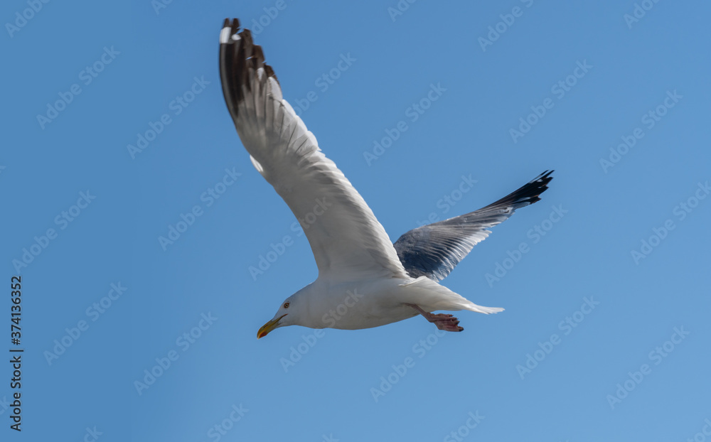 Obraz premium Larus mongolicus on lake Baikal. white gull in flight. a bird soaring in the sky. Chroicocephalus ridibundus