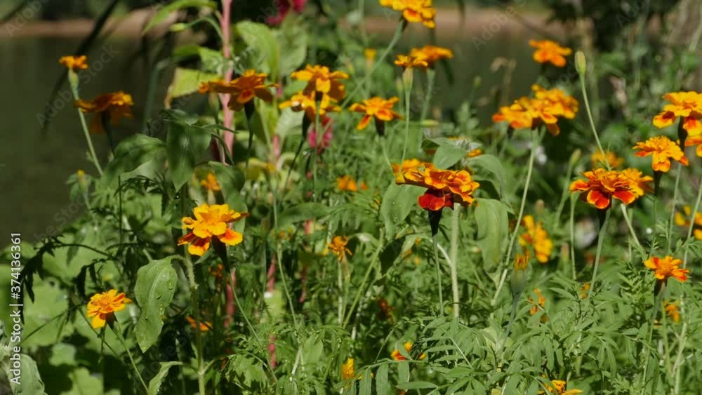 yellow orange flowers marigolds in garden close-up and yellow watering can in the background yellow orange flowers marigolds in garden close-up and yellow watering can in the background