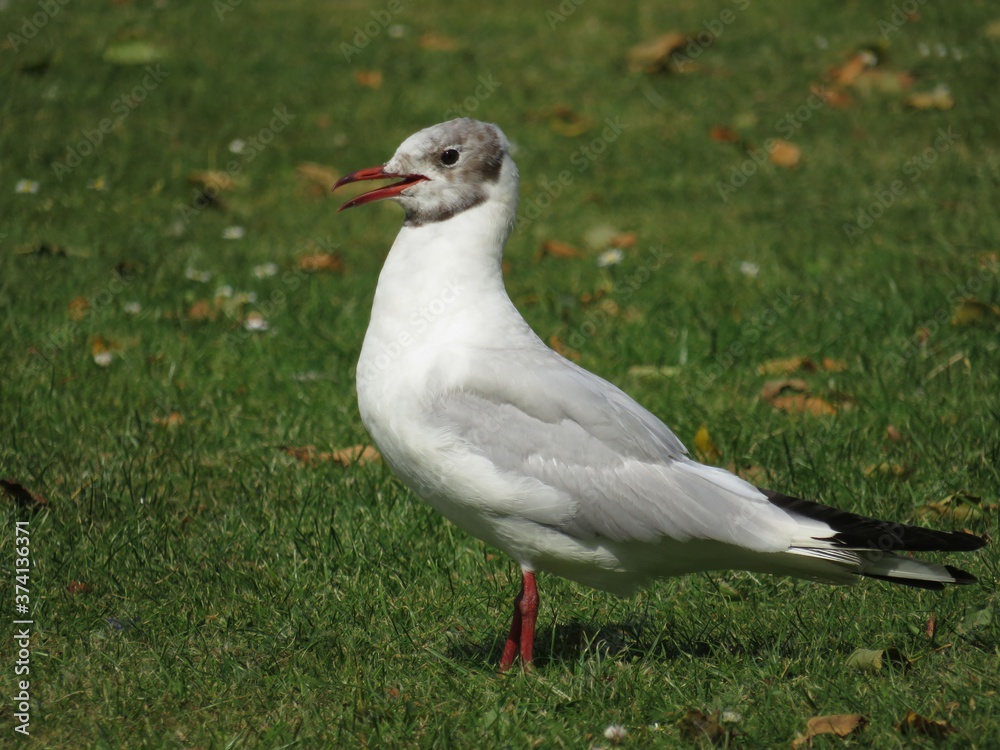 Black headed gull perched on the grass Black headed gull perched on the grass