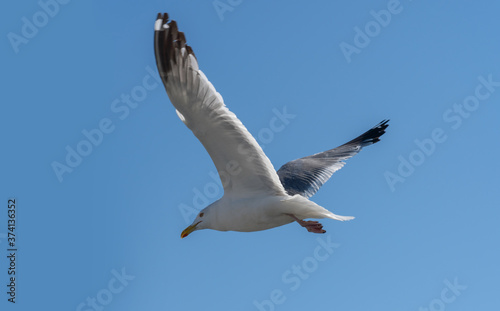 Larus mongolicus on lake Baikal. white gull in flight. a bird soaring in the sky. Chroicocephalus ridibundus photo
