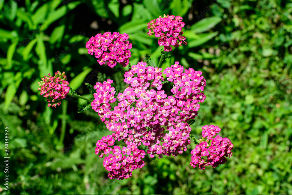 Close up of beautiful vivid pink magenta flowers of Achillea millefolium plant, commonly known as yarrow, in a garden in a sunny summer day..