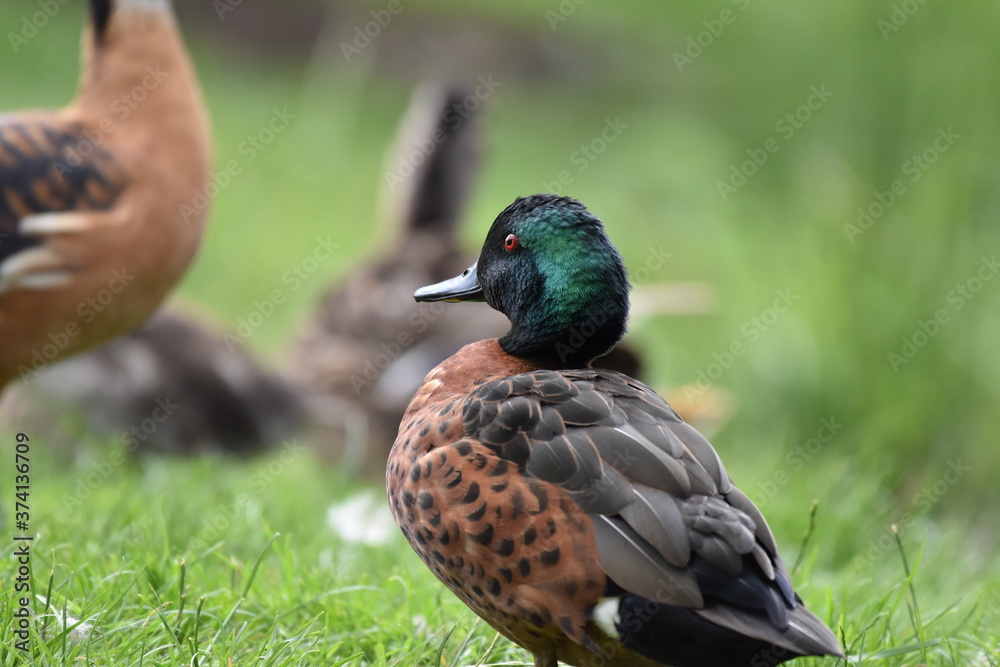 duck in the park duck in the park