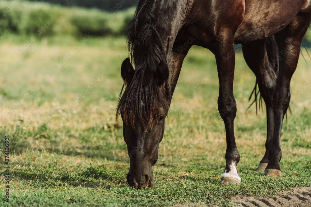 brown horse eating green grass while pasturing on field brown horse eating green grass while pasturing on field