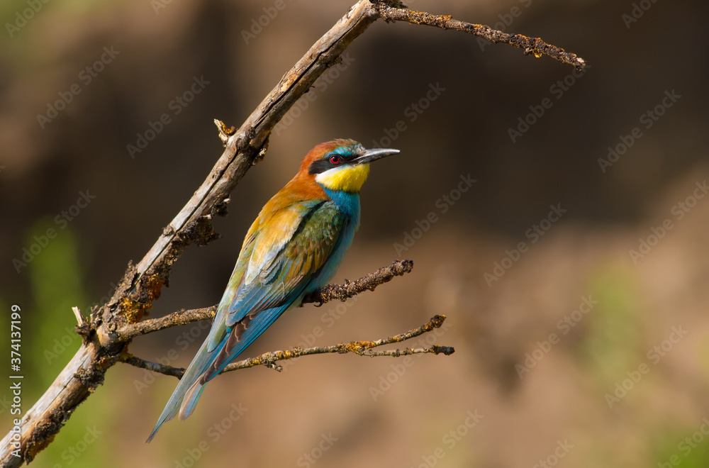 European bee-eater, merops apiaster. The bird sits on a beautiful branch