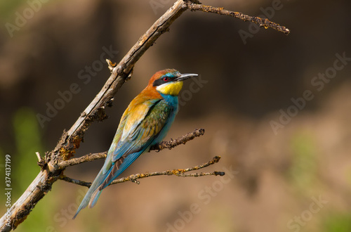 European bee-eater, merops apiaster. The bird sits on a beautiful branch